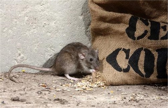 景隆飼料廠捕鼠器械的投放使用