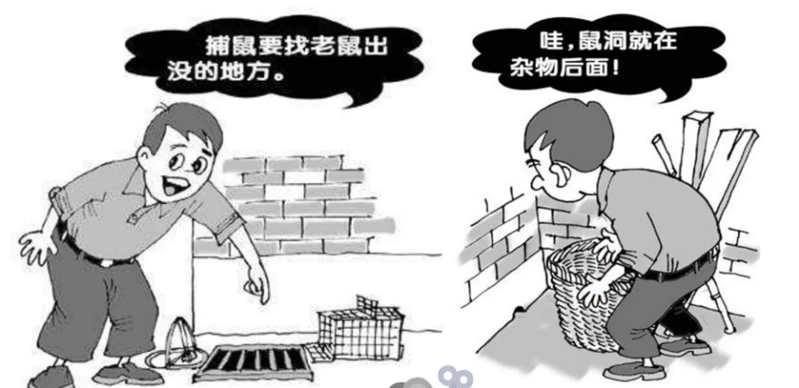老鼠夾撲鼠器這樣放，老鼠更容易上當
